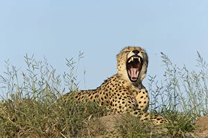 Cheetahs Gallery: Cheetah (Acinonyx jubatus) male yawning, Kruger national park, South Africa