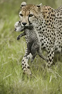 2013 Highlights Gallery: Cheetah (Acinonyx jubatus) mother carrying its cub aged 4 to 5 weeks, Masai-Mara Game Reserve