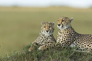 Cheetahs Collection: Cheetah (Acinonyx jubatus) mother and cub, Masai-Mara Game Reserve, Kenya