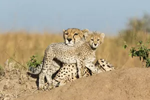 Cheetahs Gallery: Cheetah (Acinonyx jubatus) mother and cub age 2-3 months, Masai-Mara Game Reserve, Kenya