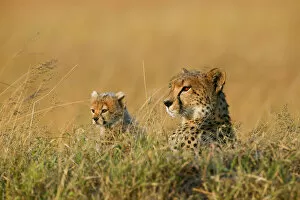 Cheetahs Gallery: Cheetah (Acinonyx jubatus) mother and cub aged 7 weeks, Masai-Mara Game Reserve, Kenya