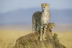 Cheetah (Acinonyx jubatus) mother and cub aged 9 months on termite mound, Masai-Mara Game Reserve