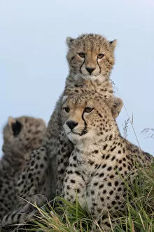 Cheetahs Collection: Cheetah (Acinonyx jubatus) mother and cubs 6 months, Masai-Mara Game Reserve, Kenya