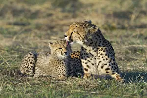 Cheetah (Acinonyx jubatus) mother grooming cub, Masai-Mara Game Reserve, Kenya