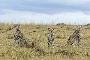 Cheetah (Acinonyx jubatus), mother and juvenile cubs, Masai Mara Game Reserve, Kenya