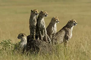 Acinonyx Gallery: Cheetah (Acinonyx jubatus) mother and juveniles, Masai-Mara Game Reserve, Kenya