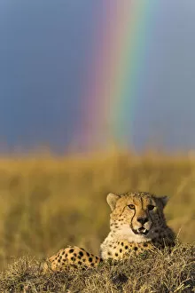 Acinonyx Jubatus Gallery: Cheetah (Acinonyx jubatus) resting with rainbow behind it, Masai-Mara Game Reserve, Kenya