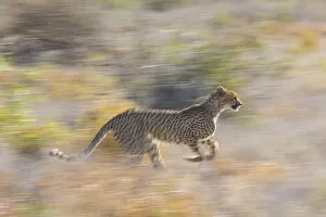 Acinonyx Gallery: Cheetah (Acinonyx jubatus) running, Kalahari Desert, Botswana