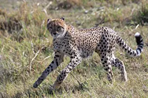 Cheetah Prints: Cheetah (Acinonyx jubatus) running, Okavango Delta, Botswana