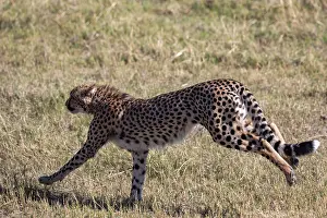 Cheetah Prints: Cheetah (Acinonyx jubatus) running, Okavango Delta, Botswana