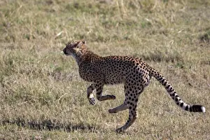 Cheetah Prints: Cheetah (Acinonyx jubatus) running, Okavango Delta, Botswana