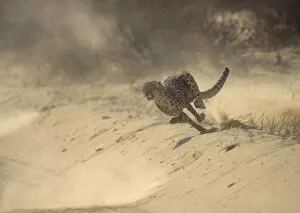 Images Dated 14th September 2010: Cheetah (Acinonyx jubatus) running at full speed chasing Springbok prey, Kalahari Desert