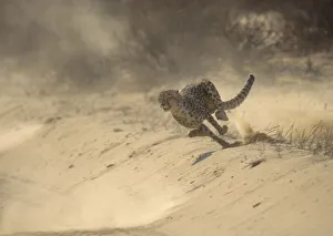 Cheetah (Acinonyx jubatus) running at full speed chasing Springbok prey, Kalahari Desert