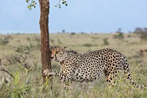 Cheetah Prints: Cheetah (Acinonyx jubatus) sharpening its claws on tree trunk