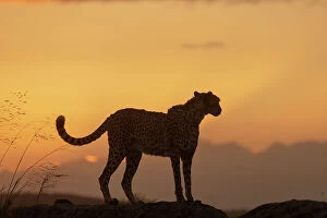 August 2023 Highlights Collection: Cheetah (Acinonyx jubatus) silhouetted at sunset, Spain. Captive
