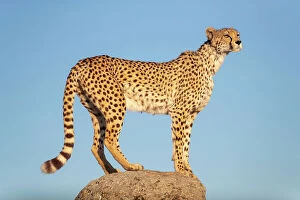 August 2023 Highlights Collection: Cheetah (Acinonyx jubatus) standing on top of a rock, Spain. Captive