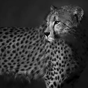Acinonyx Jubatus Gallery: Cheetah (Acinonyx jubatus) staring back over its shoulder, black and white. Save Valley Conservancy