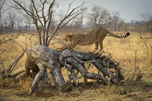 Acinonyx Gallery: Cheetah (Acinonyx jubatus) stretches on a downed tree. Zimbabwe. September