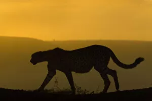 Acinonyx Jubatus Gallery: Cheetah (Acinonyx jubatus) walking, silhouetted at dusk. Zimanga private game reserve