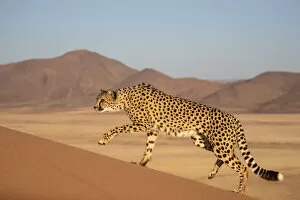 Acinonyx Jubatus Gallery: Cheetah (Acinonyx jubatus) walking, Private reserve, Namibia, Africa. Captive