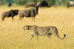 Acinonyx Gallery: Cheetah (Acinonyx jubatus) walking near wildebeest, Masai Mara Nature Reserve, Kenya