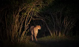 Cheetah Prints: Cheetah (Acinonyx jubatus) walking out from trees at night, Masai Mara, Kenya
