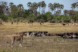 Cheetah Prints: Cheetah (Acinonyx jubatus) watching herd of gazelles, Okavango Delta, Botswana