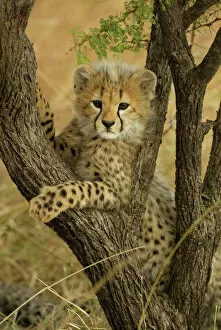 Cheetahs Collection: Cheetah cub in acacia tree {Acinonyx jubatus} Masai Mara, Kenya