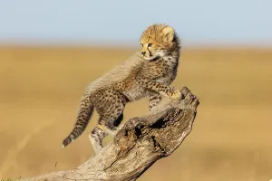 Cheetah cub (Acinonyx jubatus) climbing up tree stump. Masai Mara national reserve, Kenya, East Africa