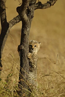 Cheetahs Gallery: Cheetah cub climbing acacia tree {Acinonyx jubatus} Masai Mara, Kenya