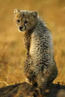 Cheetahs Collection: Cheetah cub portrait {Acinonyx jubatus} Masai Mara, Kenya