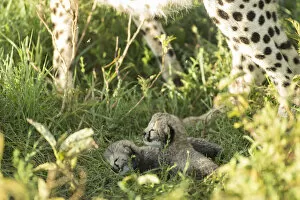 Acinonyx Gallery: Two Cheetah cubs (Acinonyx jubatus) aged 12-14 days, Ngorongoro Conservation Area