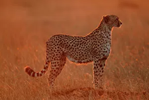 Camouflage Gallery: Cheetah at dawn {Acinonyx jubatus} Masai Mara, Kenya