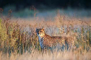 Acinonyx Gallery: Cheetah male (Acinonyx jubatus) in morning light. Moremi National Park, Okavango delta