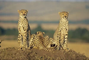 Cheetahs Gallery: Cheetah mother and cubs in line, Masai Mara (Acinonyx jubatus) Kenya - Book ends