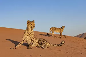 Acinonyx Jubatus Gallery: Cheetahs (Acinonyx jubatus) on alert, Private reserve, Namibia, Africa. Captive