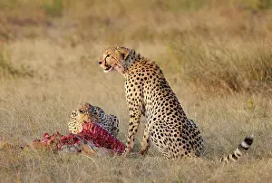 Cheetah Prints: Two Cheetahs (Acinonyx jubatus) feeding on fresh Impala (Aepyceros melampus) kill