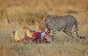 Cheetah Prints: Two Cheetahs (Acinonyx jubatus) feeding on fresh Impala (Aepyceros melampus) kill