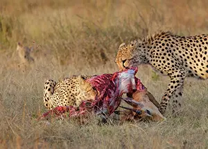 Cheetah Prints: Two Cheetahs (Acinonyx jubatus) feeding on fresh Impala (Aepyceros melampus) kill