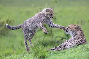 Cheetah Prints: Two Cheetahs (Acinonyx jubatus) mother and juvenile