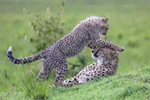 Cheetah Prints: Two Cheetahs (Acinonyx jubatus) mother and juvenile