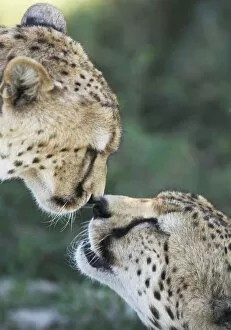 Acinonyx Jubatus Gallery: Two Cheetahs (Acinonyx jubatus) touching noses in greeting display, Serengeti NP