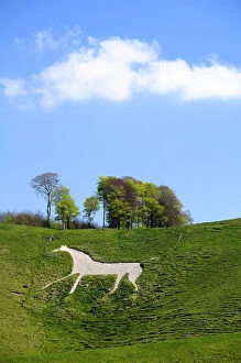 2010 Highlights Collection: Cherhill white horse, first cut into chalk downland in 1780, Wiltshire, UK, spring 2009
