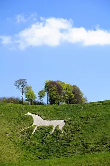 Green Colour Prints: Cherhill white horse, first cut into chalk downland in 1780, Wiltshire, UK, spring 2009