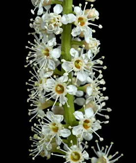 Anthers Gallery: Cherry laurel (Prunus laurocerasus) flowers. England, UK. April. Controlled conditions