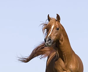 Arabian Horse Gallery: Chestnut arabian stallion running, California, USA