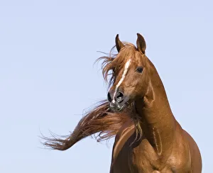 Chestnut arabian stallion running, California, USA