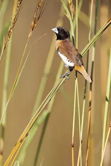 Chestnut-breasted mannikin (Lonchura castaneothorax), feeding on grass seeds, Darwin