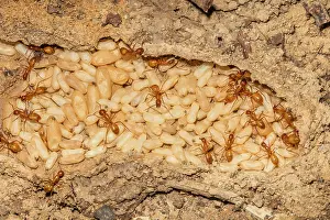 Camponotus Prints: Chestnut carpenter ants (Camponotus castaneus) in nest with pupae