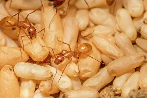 Camponotus Prints: Chestnut carpenter ants (Camponotus castaneus) in nest with pupae